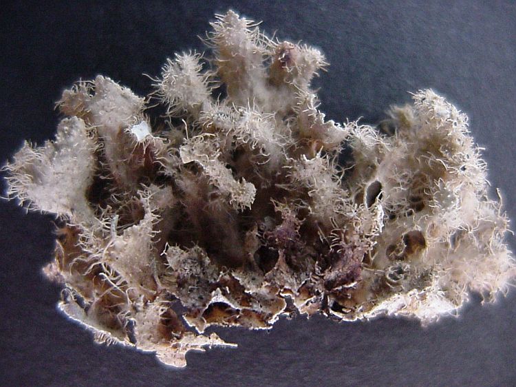 Heterodermia comosa from Canary Isles 