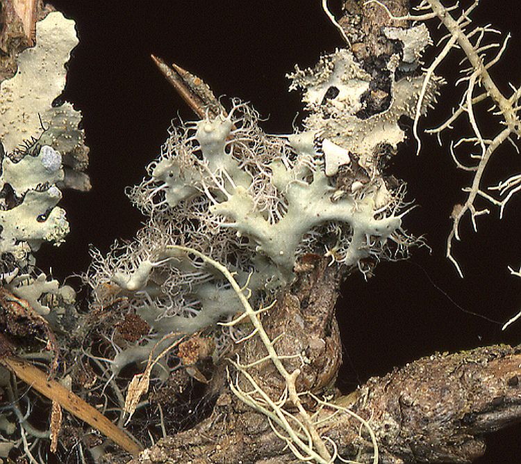 Heterodermia comosa from Taiwan leg. Sparrius 5844