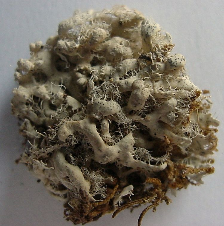 Heterodermia cubensis from Costa Rica 