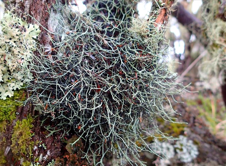 Heterodermia leucomelos subsp. boryi from France (La Réunion) 