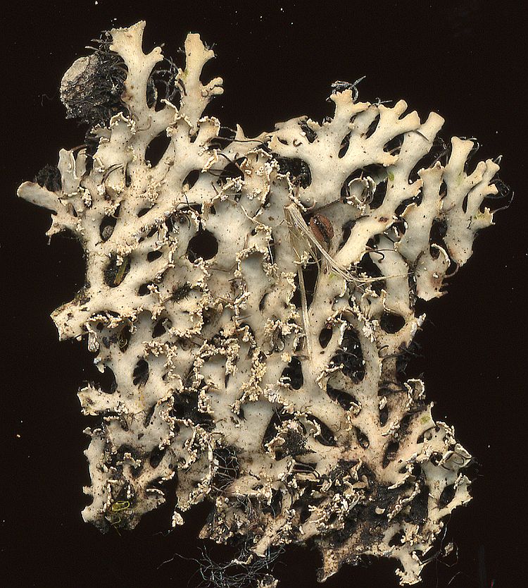 Heterodermia microphylla from Taiwan leg. Sparrius 6086
