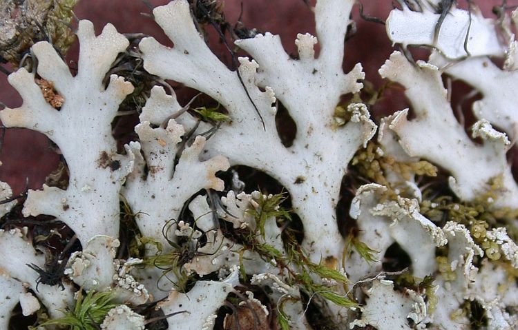 Heterodermia microphylla from Taiwan (ABL)