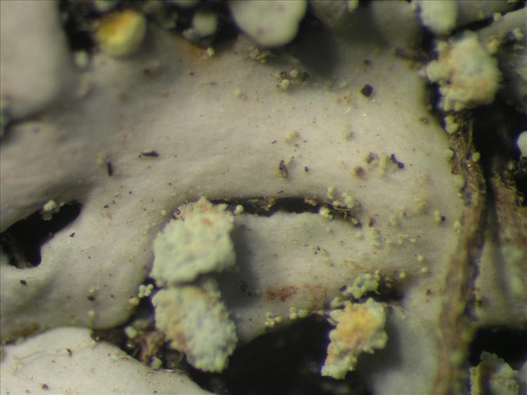 Heterodermia obscurata from Netherlands Antilles, Saba Habitus. leg. B. Buck 50573. Image width = 4 mm.