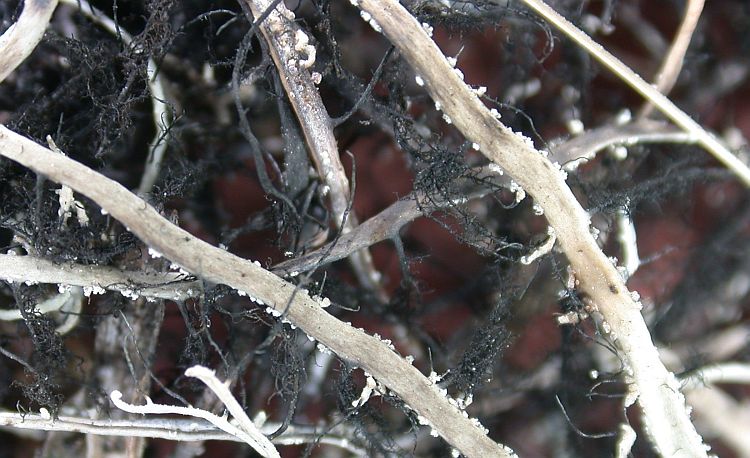 Heterodermia verrucifera from Taiwan (ABL)