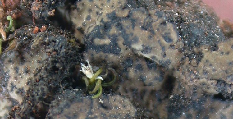 Heteroplacidium divisum from China, Yunnan (ABL)