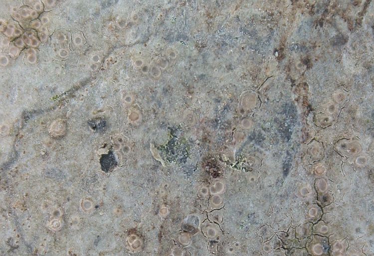 Hymenelia ceracea from Taiwan (ABL)