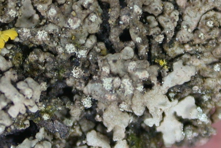 Hyperphyscia adglutinata from Taiwan (ABL)