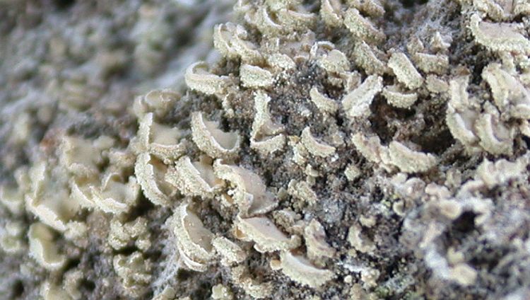 Hypocenomyce scalaris from China, Yunnan (ABL)