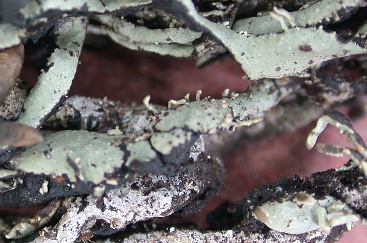 Hypogymnia hengduanensis from China, Yunnan (ABL)