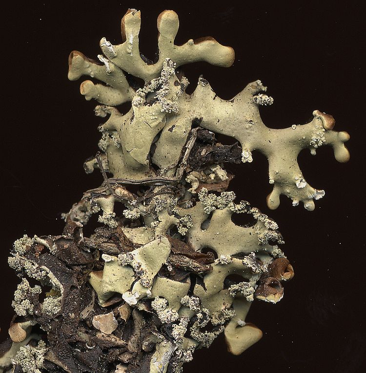 Hypogymnia hypotrypa from Taiwan leg. Sparrius 6202