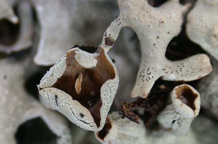 Hypogymnia taiwanalpina from Taiwan (ABL)