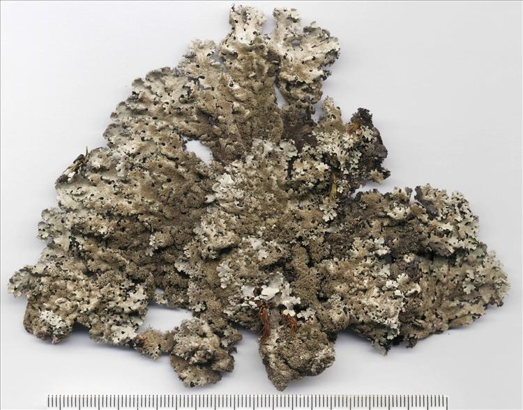 Hypotrachyna dentella from Brazil, Rio Grande do Sul 