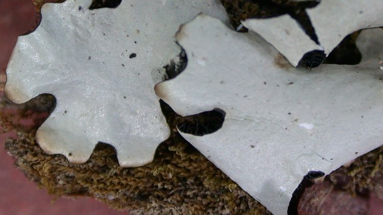 Hypotrachyna exsecta from Taiwan (ABL)