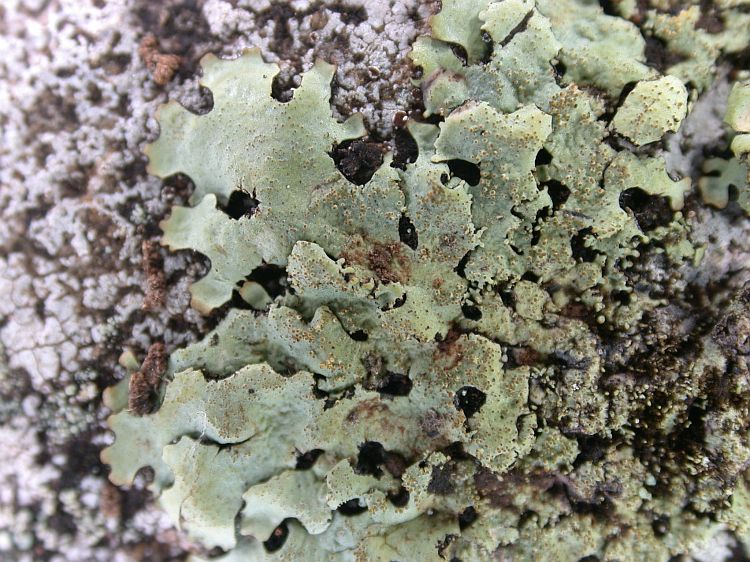 Hypotrachyna microblasta from Ecuador, Galápagos, Junco 