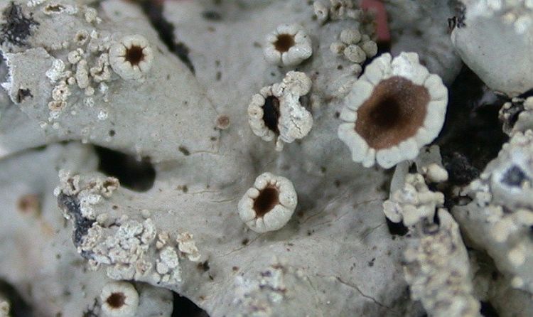 Hypotrachyna osseoalba from Taiwan (ABL)