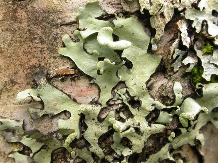 Hypotrachyna sinuosa from Scotland, Highland Specimen O-L135017