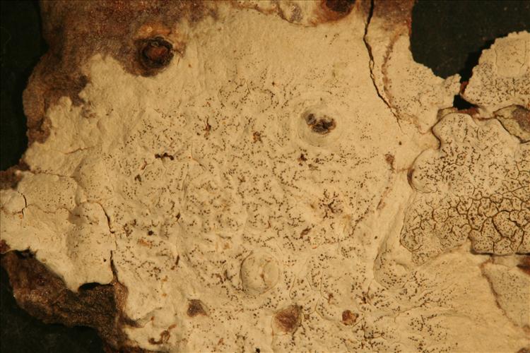 Enterographa aldabrensis from Seychelles, Aldabra leg. R.J. Hnatiuk 730189 holotype (BM)