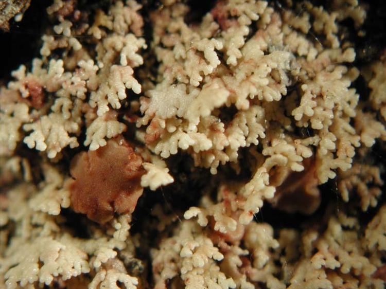 Krogia coralloides from Mauritius Specimen O-L21909