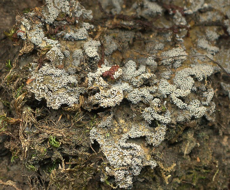 Kroswia crystallifera from Taiwan leg. Sparrius 6116