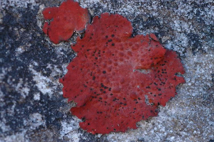 Lasallia rubiginosa from South Africa, Western Cape Specimen O-L142717