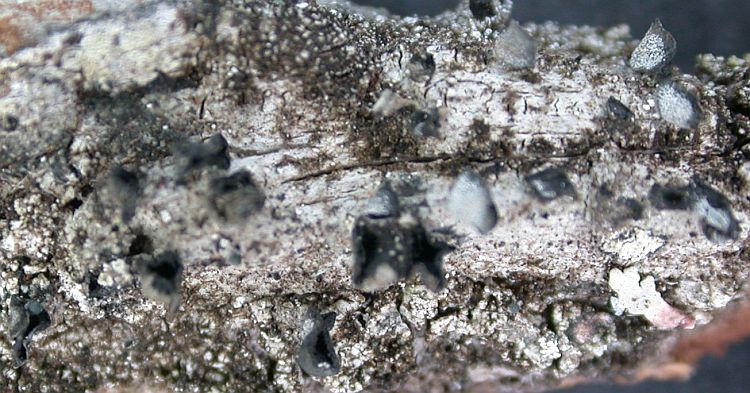 Lasioloma stephanellum from Ecuador, Galápagos 