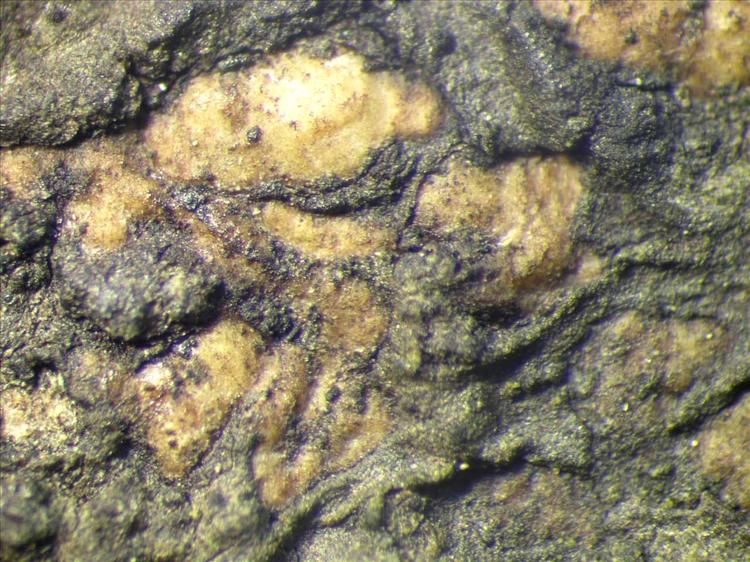 Laurera phaeomelodes from Singapore Habitus. leg. Sipman 45694. Image width = 4 mm.