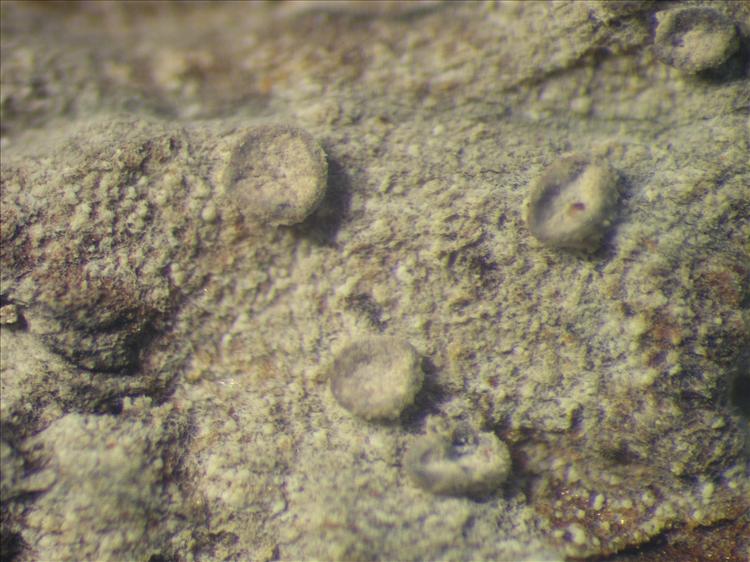 Lecanactis epileuca from Netherlands Antilles, Sint  Eustatius Habitus. leg. Sipman  14952. Image width = 4 mm.
