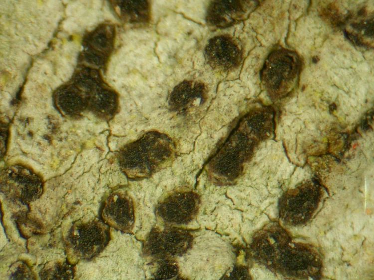 Lecanographa atropunctata from Thailand, Chiang Mai region Holotype