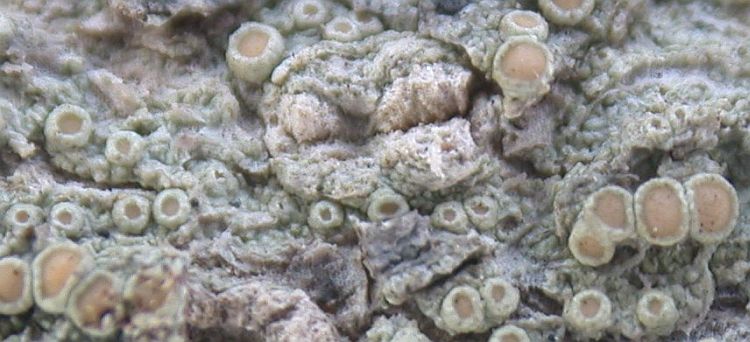 Lecanora achroa from Taiwan (ABL)