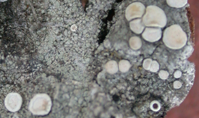 Lecanora albella from China, Yunnan (ABL)