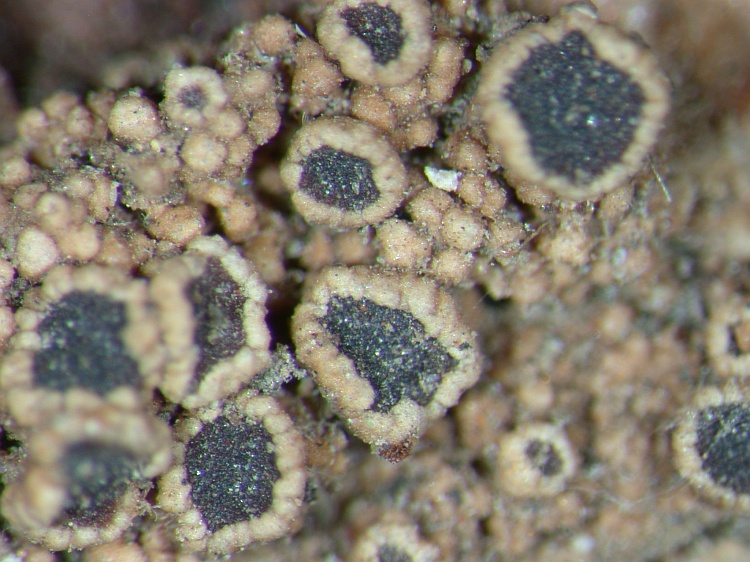 Lecanora allophana from NE Pakistan leg. S.Iqbal 94; herb. LAH