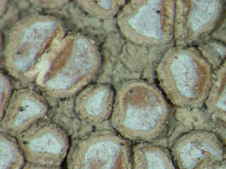 Lecanora allophana from NE Pakistan leg. S.Iqbal 748; herb. LAH