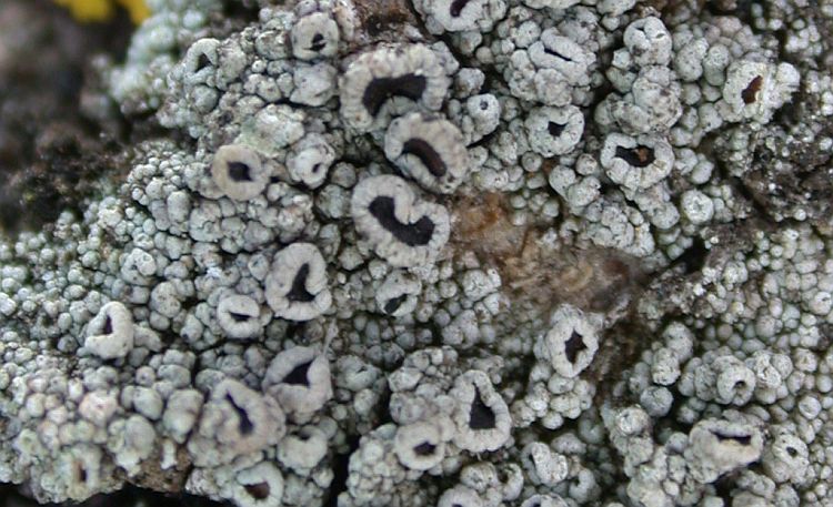 Lecanora allophana from China, Yunnan (ABL)