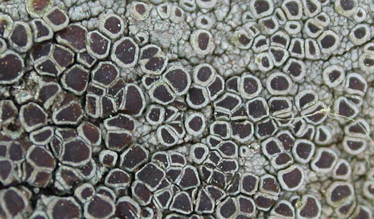 Lecanora argentata from China, Yunnan (ABL)