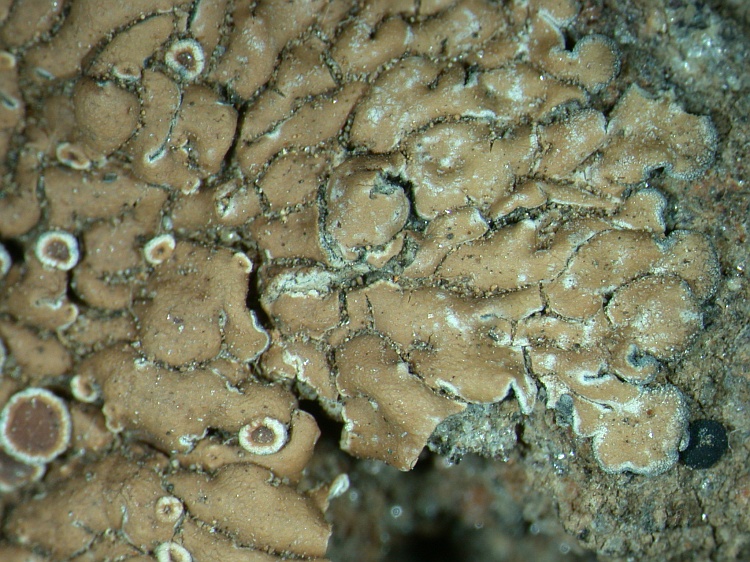 Lecanora bolcana from NE Pakistan leg. S.Iqbal 691; herb. LAH