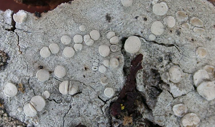 Lecanora caesiorubella from China, Yunnan (ABL)