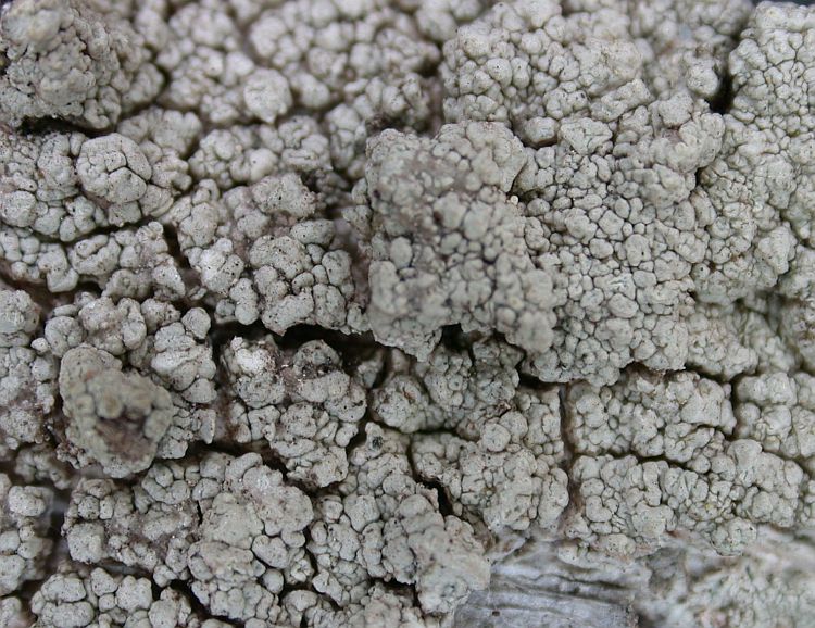 Lecanora caesiorubella from Ecuador, Galápagos 