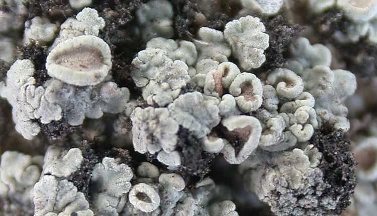 Lecanora hellmichiana from Taiwan cf (ABL)