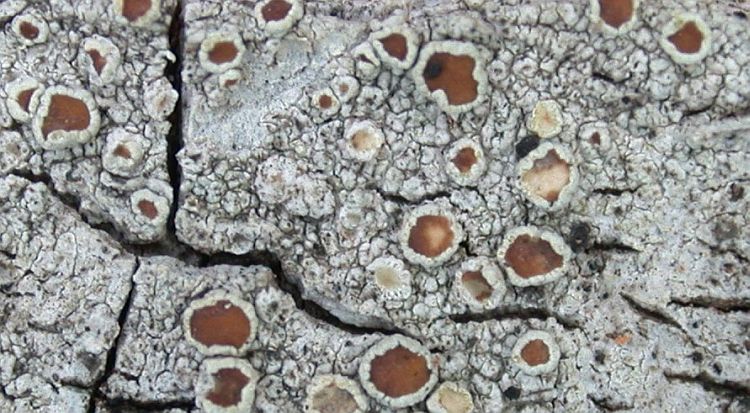 Lecanora chlarotera from Taiwan (ABL)