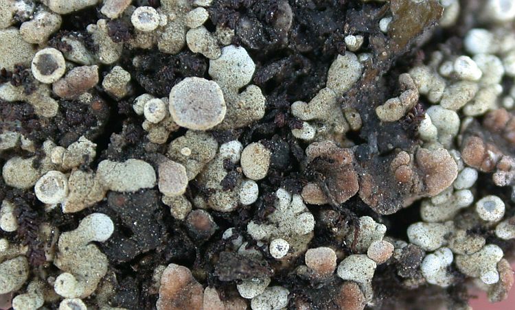 Lecanora chondroderma from China, Yunnan (ABL)