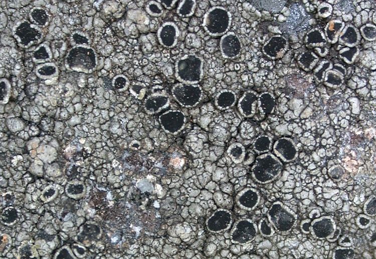 Lecanora chrysocardia from Hong Kong (ABL)