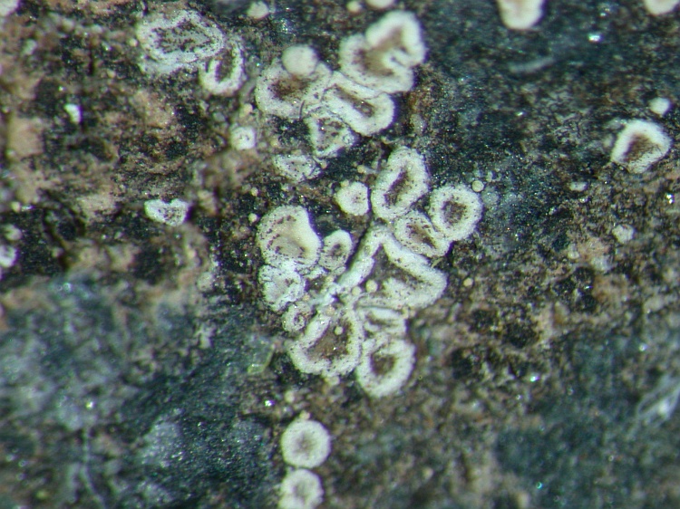 Lecanora dispersa from NE Pakistan leg. S.Iqbal 1035; herb. LAH