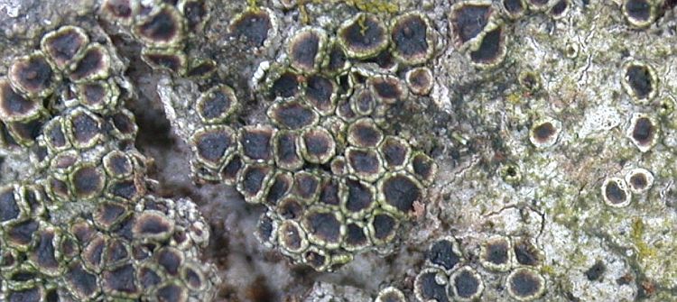 Lecanora endophaeoides from Taiwan (ABL)