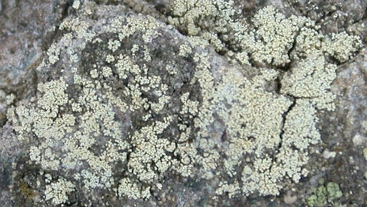 Lecanora expallens from Taiwan (ABL)