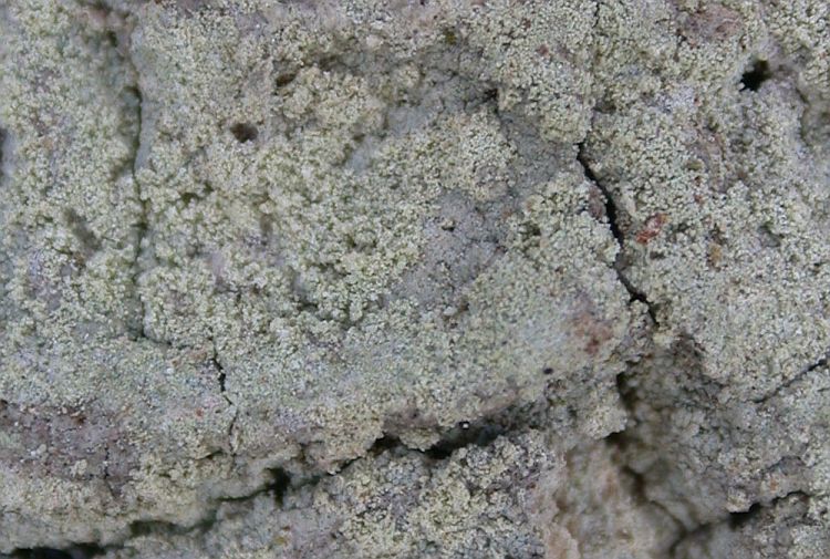 Lecanora farinaria from Hong Kong (ABL)