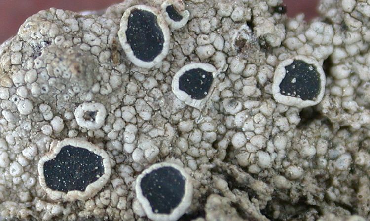 Lecanora fimbriatula from China, Yunnan (ABL)