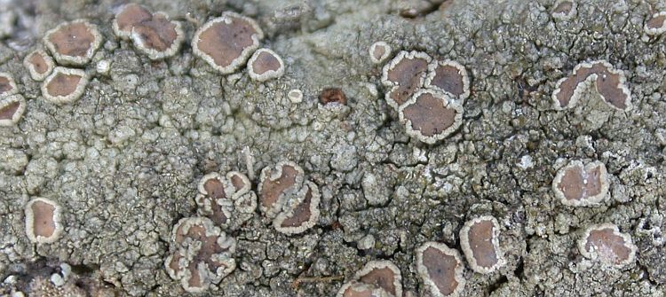 Lecanora flavidorufa from Taiwan (ABL)