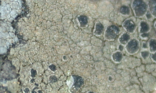 Lecanora flavoviridis from China, Yunnan (ABL)
