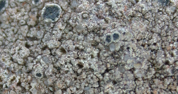 Lecanora fuscococcinea from China, Yunnan (ABL)