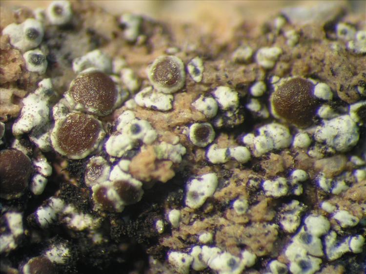 Lecanora galactiniza from Netherlands Antilles, Saba Habitus. leg. Sipman  54653a. Image width = 4 mm.